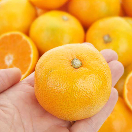 [더조은] 달콤한 서귀포 감귤 (로얄중품) 1kg