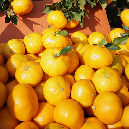 노지감귤 2.5kg 로얄