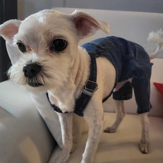 [오노마] ONM 애견 스판 바지 잘 늘어나는 데일리 편하게 입는 패션