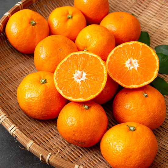 [산해직송] 제주 극조생 노지감귤 4.5kg / 로얄(S-M)