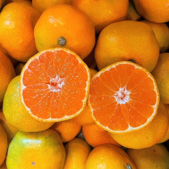 제주도 비가림 하우스감귤 소과 1.5kg