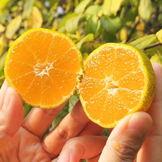 [산해직송] 제주 극조생 노지감귤 2.5kg / 소과(2S)