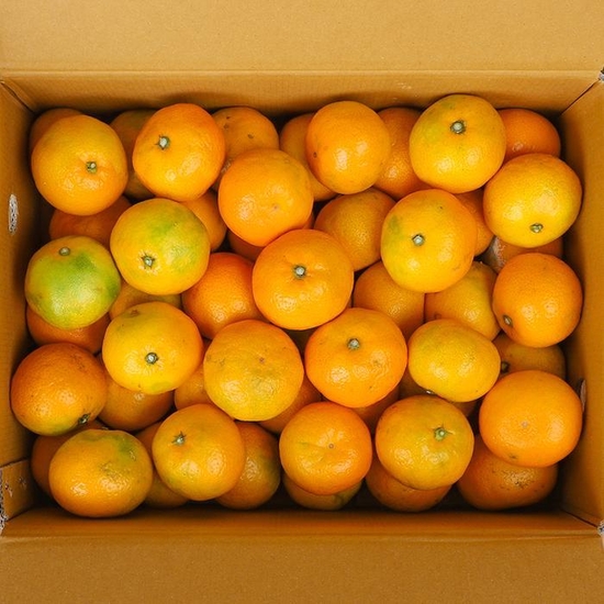 [신선하랑]새콤달콤 제주 노지감귤 4.5kg 대과 (2L)