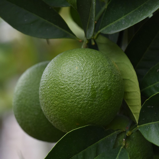 제주 극조생 감귤 1kg(실중량)/로얄과 S-M