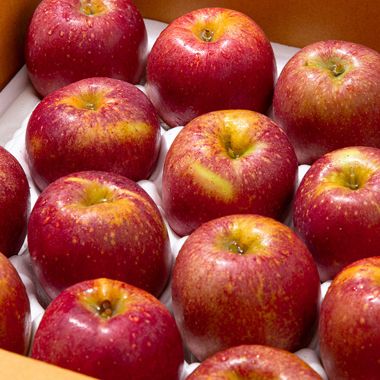 [더조은] 햇사과 경북직송 감홍사과 (가정용) 5kg 17-22과